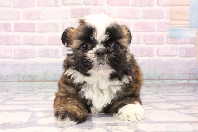 滋賀県のチワズー/チワシーズ(チワワ×シーズー) (Coo&RIKU長浜店/2025年11月2日生まれ/女の子/レッドホワイト)の子犬