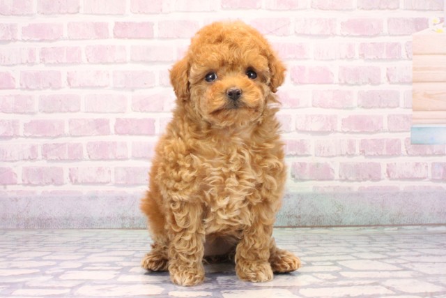 京都府のトイプードル(トイ) (Coo&RIKU京都店/2025年11月2日生まれ/女の子/レッド)の子犬の1枚目の画像