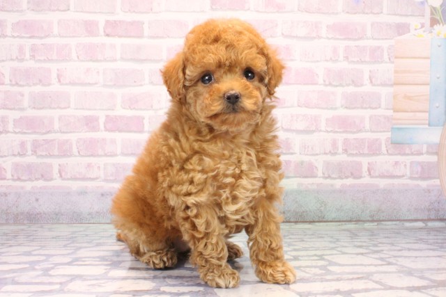 京都府のトイプードル(トイ) (Coo&RIKU京都店/2025年11月2日生まれ/女の子/レッド)の子犬の2枚目の画像