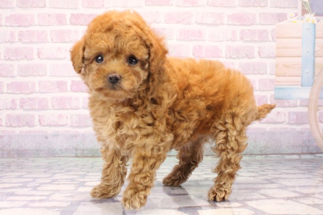 京都府のトイプードル(トイ) (Coo&RIKU京都店/2025年11月2日生まれ/女の子/レッド)の子犬の3枚目の画像