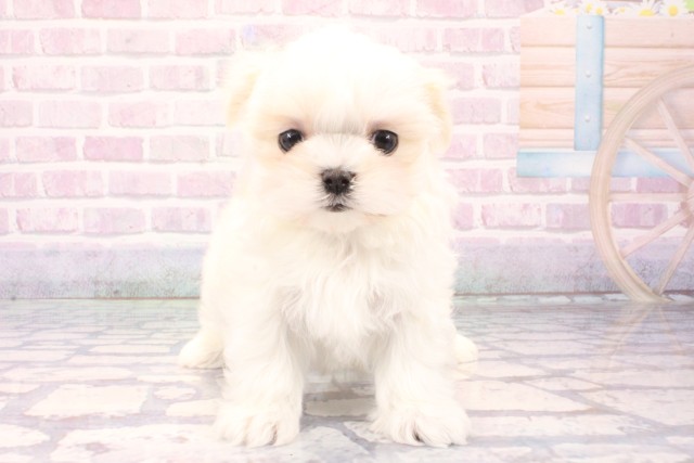 滋賀県のマルチーズ (Coo&RIKUアヤハディオ水口店/2025年10月31日生まれ/女の子/ホワイト)の子犬の1枚目の画像