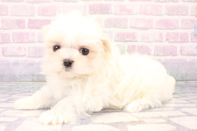 滋賀県のマルチーズ (Coo&RIKUアヤハディオ水口店/2025年10月31日生まれ/女の子/ホワイト)の子犬の3枚目の画像