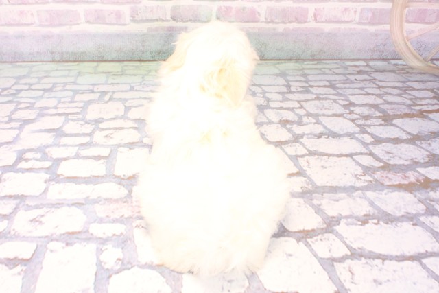 滋賀県のマルチーズ (Coo&RIKUアヤハディオ水口店/2025年10月31日生まれ/女の子/ホワイト)の子犬の4枚目の画像