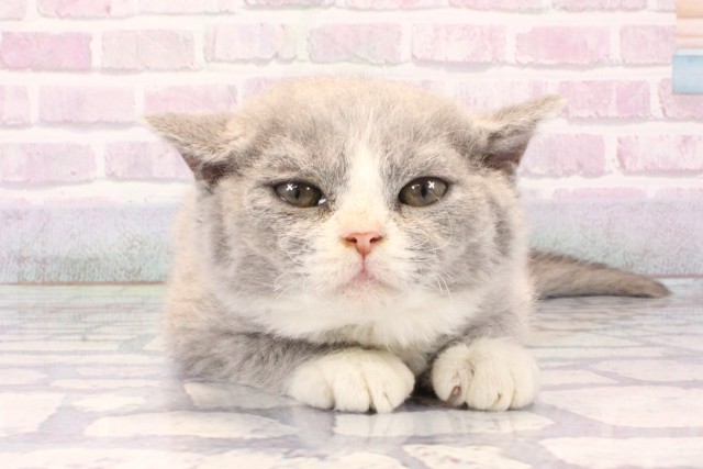 滋賀県のセルカークレックス (Coo&RIKU長浜店/2025年10月31日生まれ/男の子/ブルーホワイト)の子猫