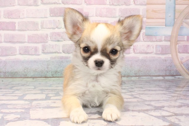 大阪府のチワワ(ロング) (Coo&RIKU和泉店/2025年10月29日生まれ/男の子/レッドセーブルホワイト)の子犬