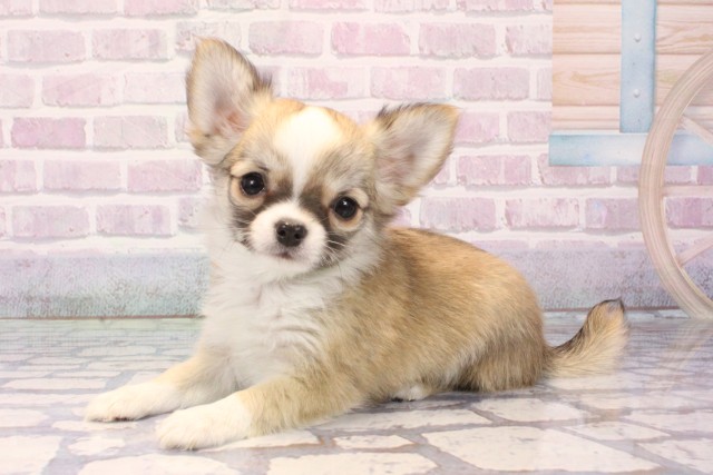 大阪府のチワワ(ロング) (Coo&RIKU和泉店/2025年10月29日生まれ/男の子/レッドセーブルホワイト)の子犬の3枚目の画像