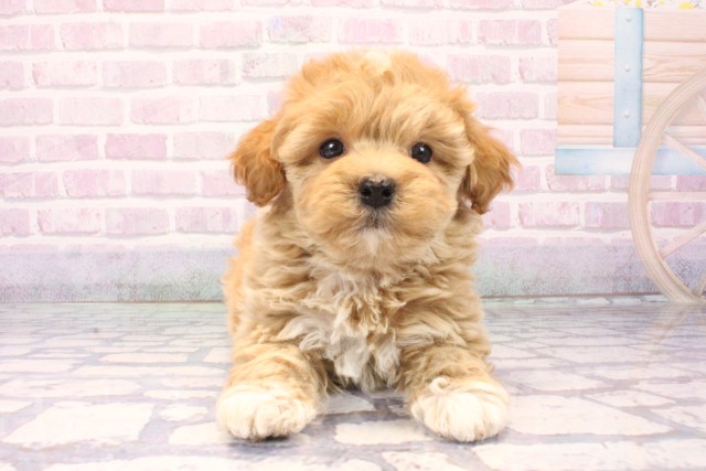 滋賀県のマルプー(マルチーズ×プードル) (Coo&RIKU東近江店/2025年11月1日生まれ/男の子/アプリコット)の子犬
