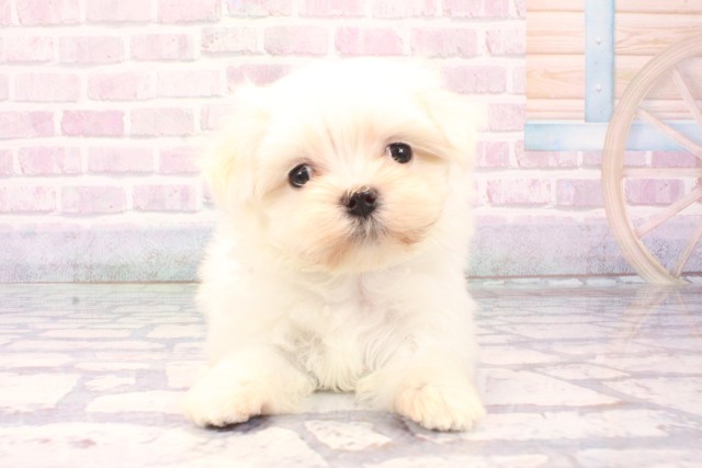 大阪府のマルチーズ (Coo&RIKU城東古市店/2025年11月1日生まれ/女の子/ホワイト)の子犬の1枚目の画像