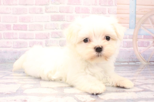 大阪府のマルチーズ (Coo&RIKU城東古市店/2025年11月1日生まれ/女の子/ホワイト)の子犬の2枚目の画像