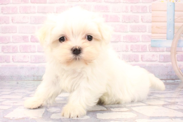 大阪府のマルチーズ (Coo&RIKU城東古市店/2025年11月1日生まれ/女の子/ホワイト)の子犬の3枚目の画像