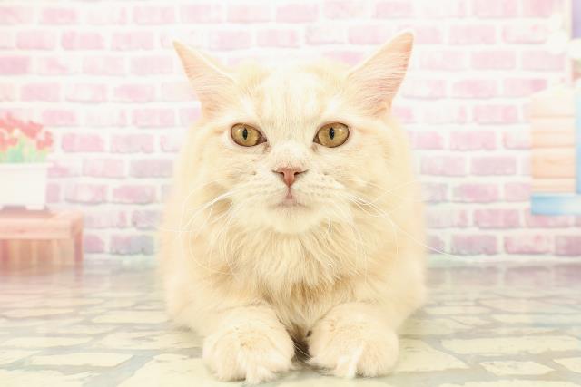 山梨県のサイベリアン (Coo&RIKU甲府昭和通り店/2025年5月29日生まれ/女の子/クリーム)の子猫の1枚目の画像