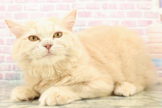 山梨県のサイベリアン (Coo&RIKU甲府昭和通り店/2025年5月29日生まれ/女の子/クリーム)の子猫の2枚目の画像