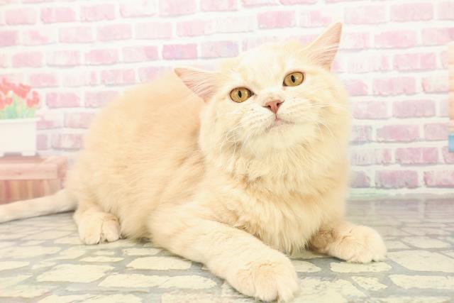 山梨県のサイベリアン (Coo&RIKU甲府昭和通り店/2025年5月29日生まれ/女の子/クリーム)の子猫の3枚目の画像