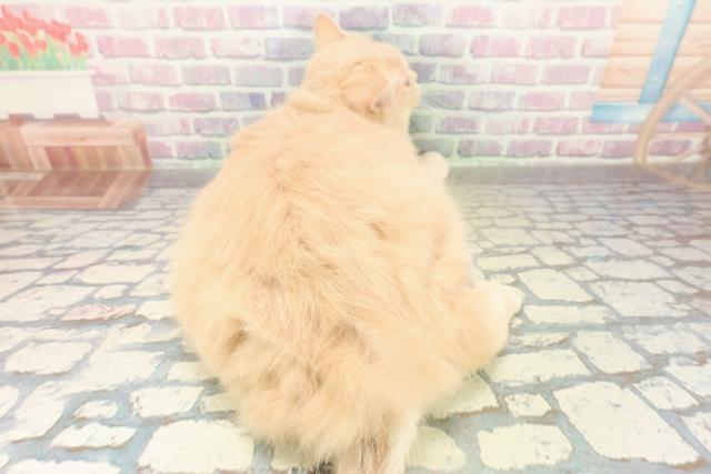 山梨県のサイベリアン (Coo&RIKU甲府昭和通り店/2025年5月29日生まれ/女の子/クリーム)の子猫の4枚目の画像