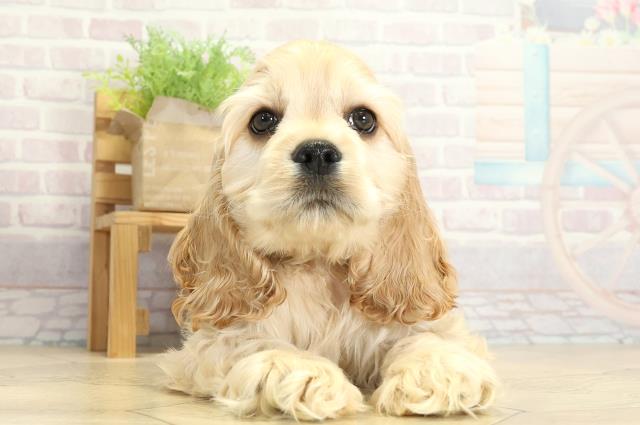 静岡県のアメリカンコッカースパニエル (Coo&RIKU浜松店/2025年11月1日生まれ/男の子/バフ)の子犬の1枚目の画像