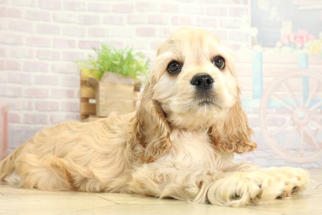 静岡県のアメリカンコッカースパニエル (Coo&RIKU浜松店/2025年11月1日生まれ/男の子/バフ)の子犬の2枚目の画像