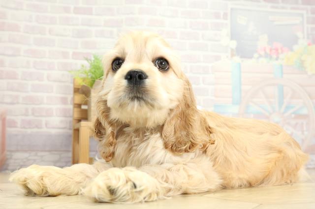 静岡県のアメリカンコッカースパニエル (Coo&RIKU浜松店/2025年11月1日生まれ/男の子/バフ)の子犬の3枚目の画像