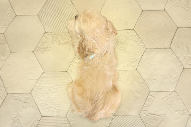 静岡県のアメリカンコッカースパニエル (Coo&RIKU浜松店/2025年11月1日生まれ/男の子/バフ)の子犬の4枚目の画像