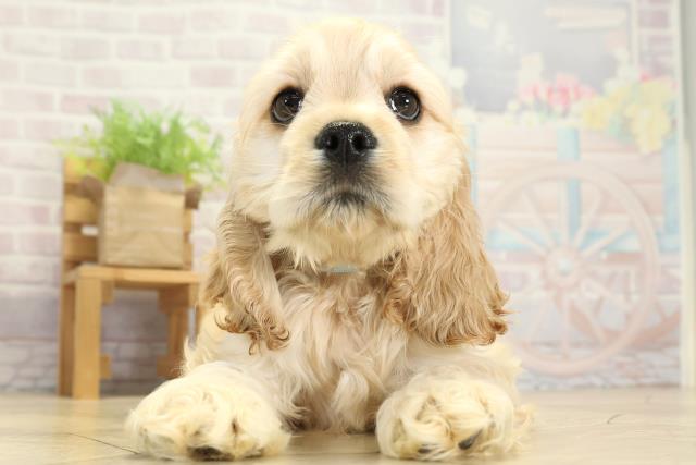 静岡県のアメリカンコッカースパニエル (Coo&RIKU静岡SBS通り店/2025年11月1日生まれ/男の子/バフ)の子犬の1枚目の画像