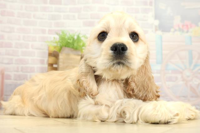 静岡県のアメリカンコッカースパニエル (Coo&RIKU静岡SBS通り店/2025年11月1日生まれ/男の子/バフ)の子犬の2枚目の画像