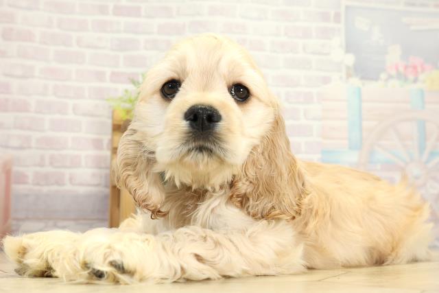 静岡県のアメリカンコッカースパニエル (Coo&RIKU静岡SBS通り店/2025年11月1日生まれ/男の子/バフ)の子犬の3枚目の画像