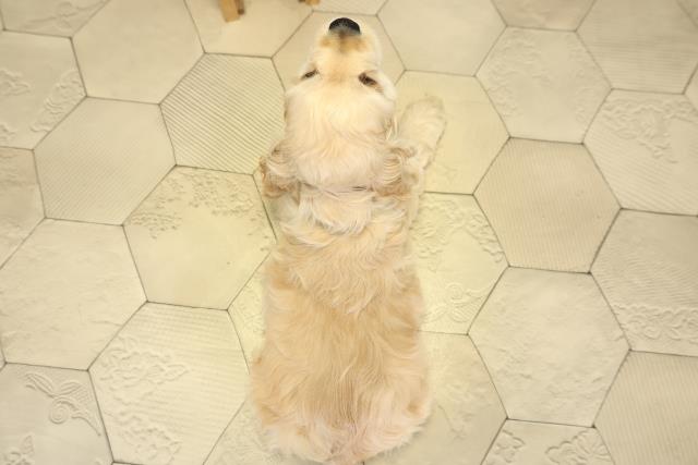 静岡県のアメリカンコッカースパニエル (Coo&RIKU静岡SBS通り店/2025年11月1日生まれ/男の子/バフ)の子犬の4枚目の画像