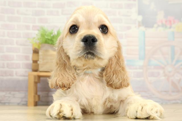 静岡県のアメリカンコッカースパニエル (Coo&RIKU藤枝店/2025年11月1日生まれ/男の子/バフ)の子犬の1枚目の画像