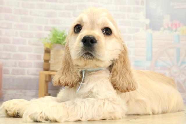 静岡県のアメリカンコッカースパニエル (Coo&RIKU藤枝店/2025年11月1日生まれ/男の子/バフ)の子犬の3枚目の画像