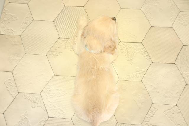 静岡県のアメリカンコッカースパニエル (Coo&RIKU藤枝店/2025年11月1日生まれ/男の子/バフ)の子犬の4枚目の画像