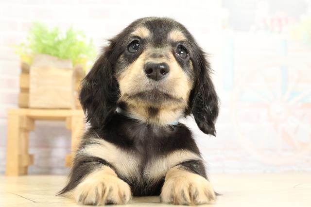 静岡県のミニチュアダックスフンド(ロング) (Coo&RIKU静岡SBS通り店/2025年11月2日生まれ/男の子/ブラックイエロー)の子犬の1枚目の画像