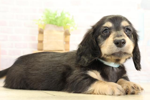 静岡県のミニチュアダックスフンド(ロング) (Coo&RIKU静岡SBS通り店/2025年11月2日生まれ/男の子/ブラックイエロー)の子犬の2枚目の画像