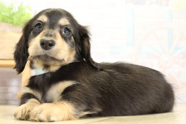 静岡県のミニチュアダックスフンド(ロング) (Coo&RIKU静岡SBS通り店/2025年11月2日生まれ/男の子/ブラックイエロー)の子犬の3枚目の画像