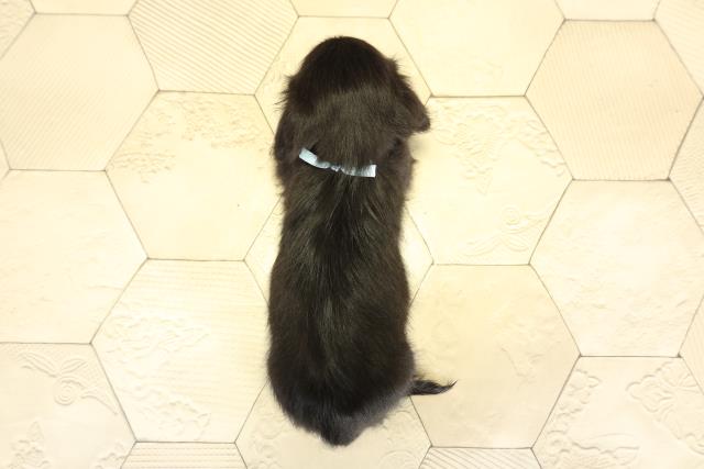 静岡県のミニチュアダックスフンド(ロング) (Coo&RIKU静岡SBS通り店/2025年11月2日生まれ/男の子/ブラックイエロー)の子犬の4枚目の画像