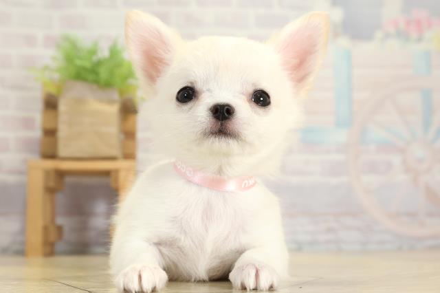 静岡県のチワワ(ロング) (Coo&RIKU藤枝店/2025年11月2日生まれ/女の子/クリーム)の子犬の1枚目の画像