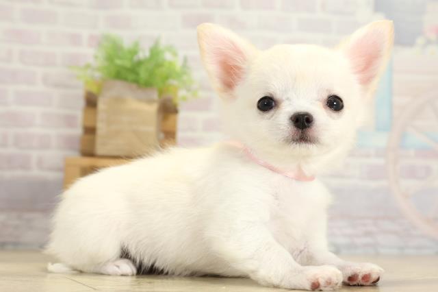 静岡県のチワワ(ロング) (Coo&RIKU藤枝店/2025年11月2日生まれ/女の子/クリーム)の子犬の2枚目の画像