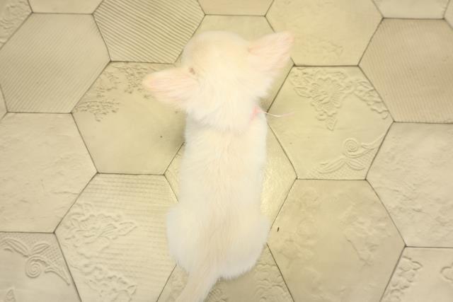 静岡県のチワワ(ロング) (Coo&RIKU藤枝店/2025年11月2日生まれ/女の子/クリーム)の子犬の4枚目の画像