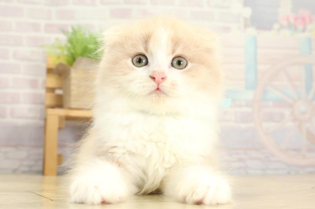 スコティッシュフォールド