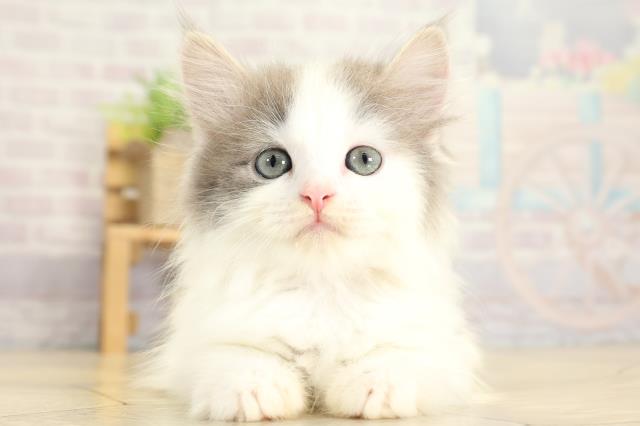 静岡県のサイベリアン (Coo&RIKU静岡SBS通り店/2025年10月30日生まれ/女の子/ブルーホワイト)の子猫の1枚目の画像