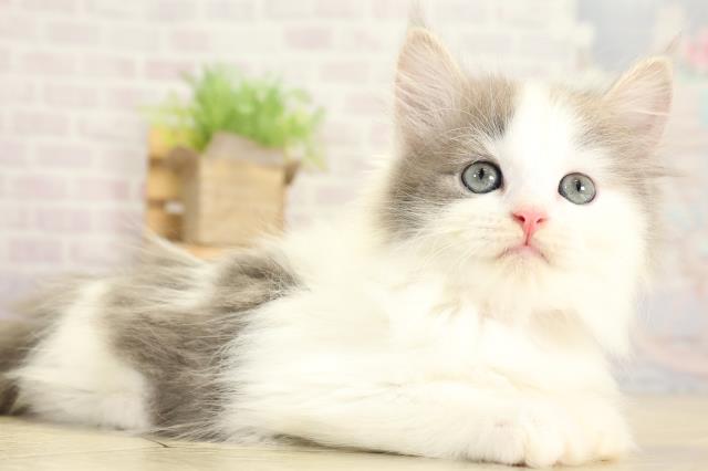 静岡県のサイベリアン (Coo&RIKU静岡SBS通り店/2025年10月30日生まれ/女の子/ブルーホワイト)の子猫の2枚目の画像