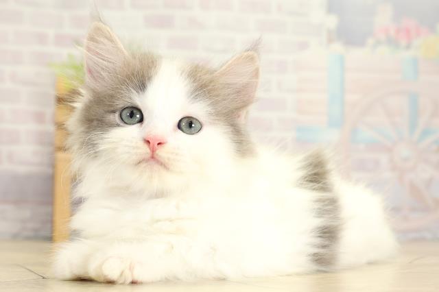 静岡県のサイベリアン (Coo&RIKU静岡SBS通り店/2025年10月30日生まれ/女の子/ブルーホワイト)の子猫の3枚目の画像