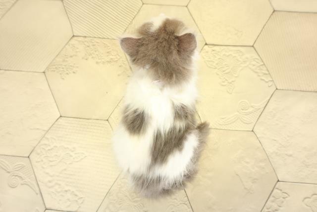 静岡県のサイベリアン (Coo&RIKU静岡SBS通り店/2025年10月30日生まれ/女の子/ブルーホワイト)の子猫の4枚目の画像