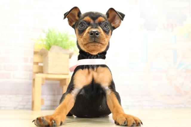 愛知県のミニチュアピンシャー (Coo&RIKU名古屋みなと店/2025年11月2日生まれ/女の子/ブラックタン)の子犬の1枚目の画像