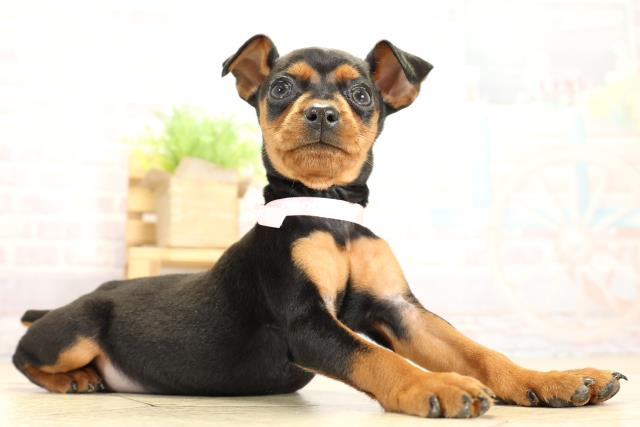 愛知県のミニチュアピンシャー (Coo&RIKU名古屋みなと店/2025年11月2日生まれ/女の子/ブラックタン)の子犬の2枚目の画像