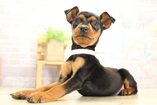 愛知県のミニチュアピンシャー (Coo&RIKU名古屋みなと店/2025年11月2日生まれ/女の子/ブラックタン)の子犬の3枚目の画像