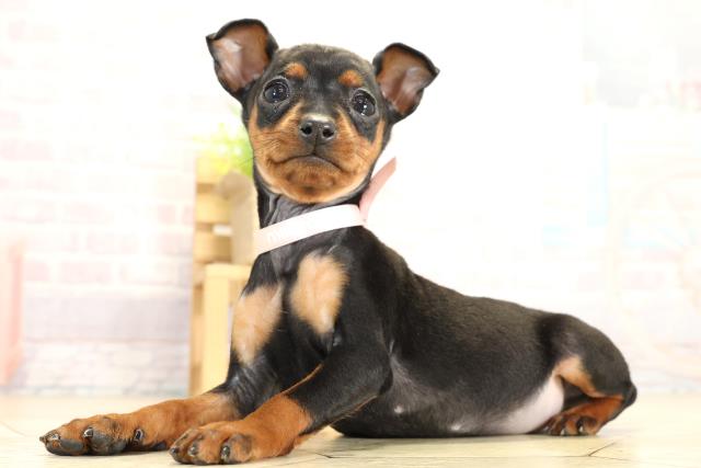 愛知県のミニチュアピンシャー (Coo&RIKU半田店/2025年11月2日生まれ/女の子/ブラックタン)の子犬の3枚目の画像