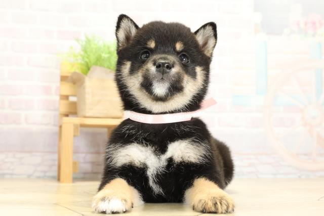 静岡県の豆柴 (Coo&RIKU静岡SBS通り店/2025年11月2日生まれ/女の子/黒)の子犬の1枚目の画像