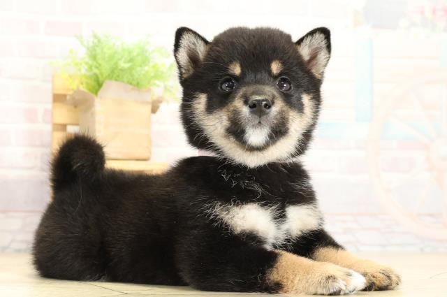 静岡県の豆柴 (Coo&RIKU静岡SBS通り店/2025年11月2日生まれ/女の子/黒)の子犬の2枚目の画像