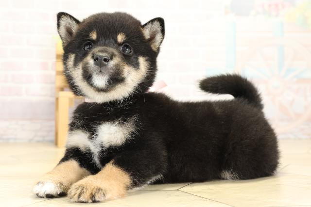 静岡県の豆柴 (Coo&RIKU静岡SBS通り店/2025年11月2日生まれ/女の子/黒)の子犬の3枚目の画像