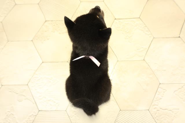 静岡県の豆柴 (Coo&RIKU静岡SBS通り店/2025年11月2日生まれ/女の子/黒)の子犬の4枚目の画像