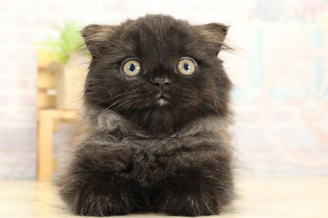 スコティッシュフォールド